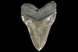 Serrated, Fossil Megalodon Tooth - Almost Six Inches #134286-1